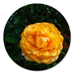 Yellow Rose Magnet 5  (Round)