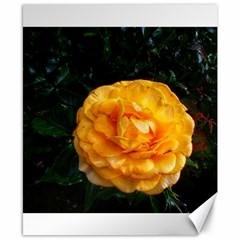 Yellow Rose Canvas 8  x 10 