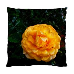 Yellow Rose Standard Cushion Case (One Side)