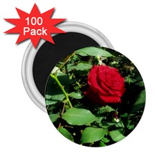 Deep Red Rose 2 25  Magnets (100 Pack)  by okhismakingart