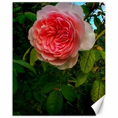 Complex Pink Rose Canvas 16  X 20  by okhismakingart