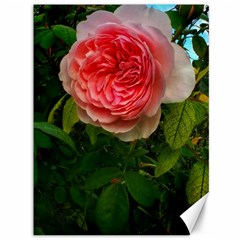Complex Pink Rose Canvas 36  X 48  by okhismakingart
