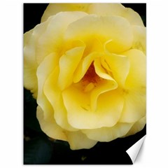 Pale Yellow Rose Canvas 36  X 48  by okhismakingart