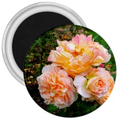 Bunch Of Orange And Pink Roses 3  Magnets