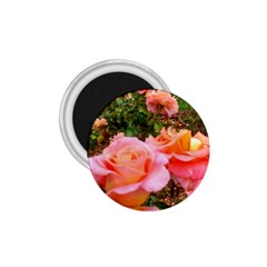 Pink Rose Field 1.75  Magnets