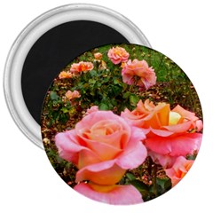Pink Rose Field 3  Magnets