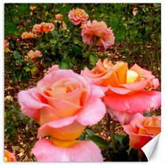 Pink Rose Field Canvas 20  x 20 
