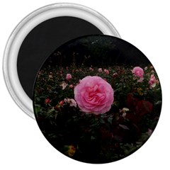 Pink Rose Field Ii 3  Magnets