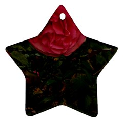 Round Pink Rose Star Ornament (two Sides) by okhismakingart