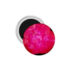 Single Geranium Blossom 1 75  Magnets by okhismakingart