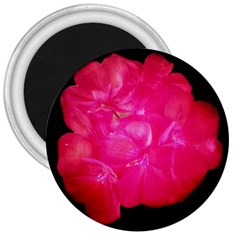 Single Geranium Blossom 3  Magnets