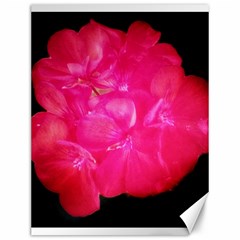 Single Geranium Blossom Canvas 12  X 16 