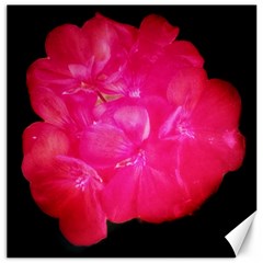 Single Geranium Blossom Canvas 16  X 16 