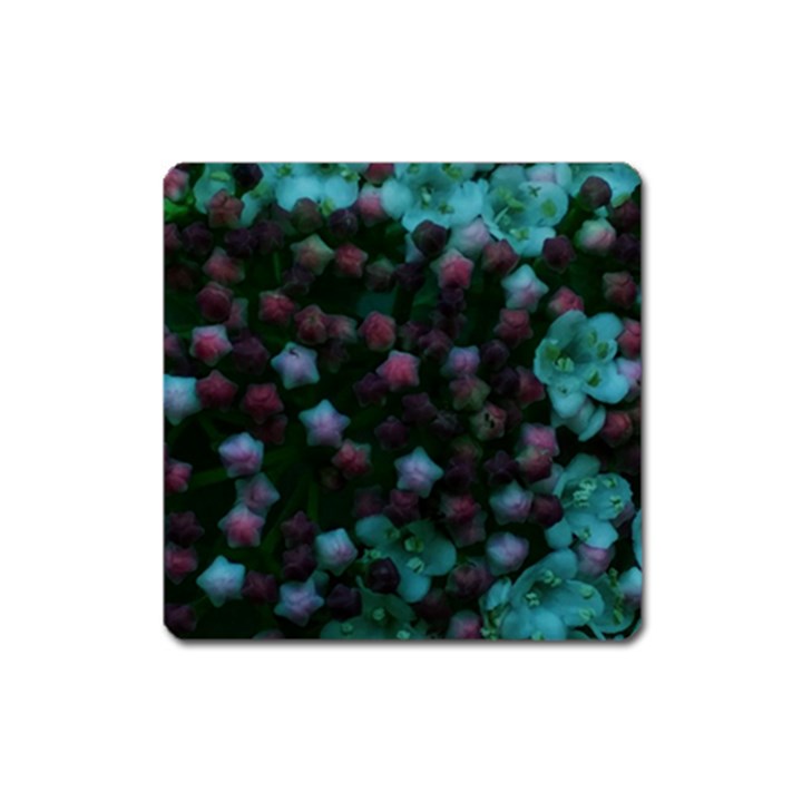 Floral Stars -Blue Square Magnet