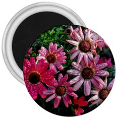 Pink Asters 3  Magnets