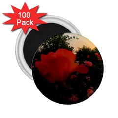 Rose Landscape 2.25  Magnets (100 pack) 