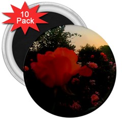 Rose Landscape 3  Magnets (10 pack) 