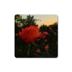 Rose Landscape Square Magnet by okhismakingart