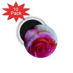 Spiral Rose 1 75  Magnets (10 Pack)  by okhismakingart