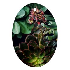 Succulents Ornament (oval) by okhismakingart