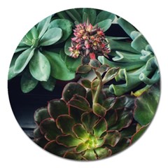 Succulents Magnet 5  (round)