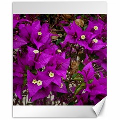 Bougainvillea  Canvas 11  X 14  by okhismakingart