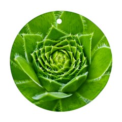 Wurz Houseleek Turmeric Plant Ornament (round)