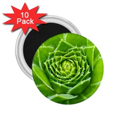 Wurz Houseleek Turmeric Plant 2 25  Magnets (10 Pack)  by Pakrebo