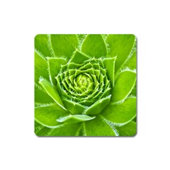 Wurz Houseleek Turmeric Plant Square Magnet by Pakrebo