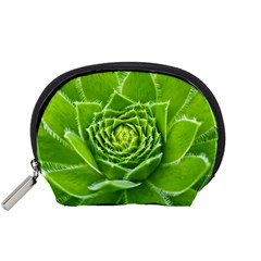 Wurz Houseleek Turmeric Plant Accessory Pouch (small)