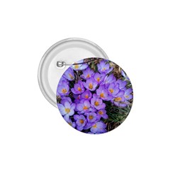 Signs Of Spring Purple Crocua 1 75  Buttons by Riverwoman