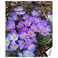 Signs Of Spring Purple Crocua Canvas 8  X 10  by Riverwoman