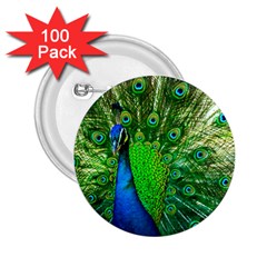 Peacock Peafowl Pattern Plumage 2 25  Buttons (100 Pack)  by Pakrebo