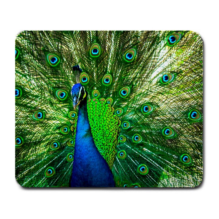 Peacock Peafowl Pattern Plumage Large Mousepads