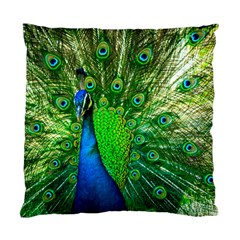 Peacock Peafowl Pattern Plumage Standard Cushion Case (two Sides) by Pakrebo