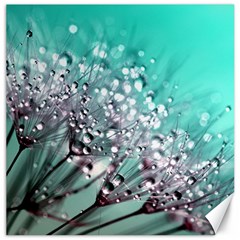 Dandelion Seeds Flower Nature Canvas 12  X 12  by Pakrebo