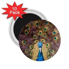 Bird Peacock Feather 2 25  Magnets (10 Pack)  by HermanTelo