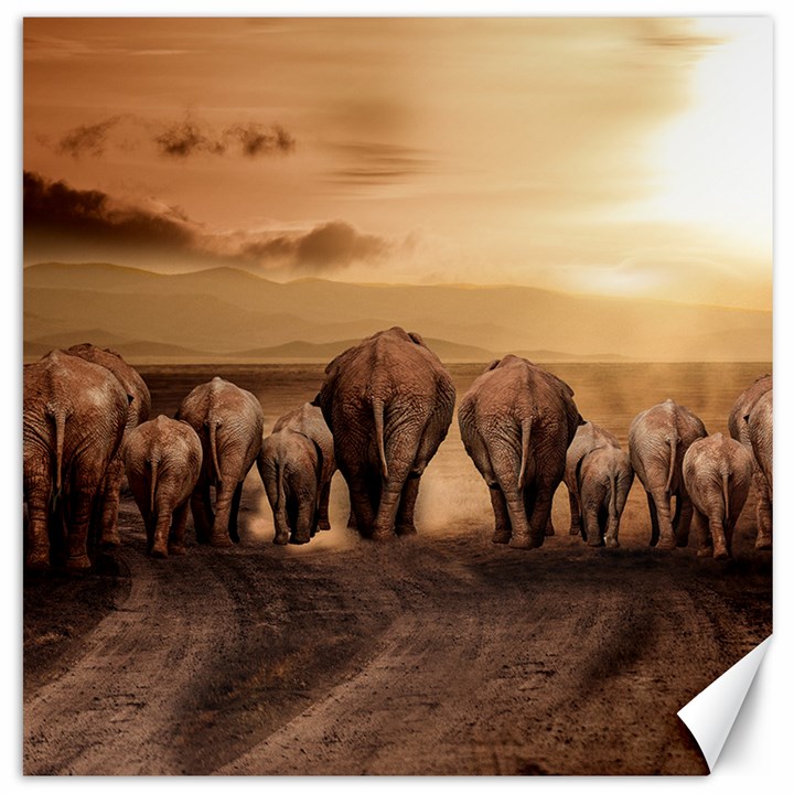 Elephant Dust Road Africa Savannah Canvas 20  x 20 