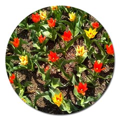 Tulips In April Magnet 5  (round) by Riverwoman