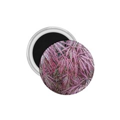 Fineleaf Japanese Maple In April 1 75  Magnets by Riverwoman