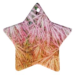 Fineleaf Japanese Maple highlights Ornament (Star)