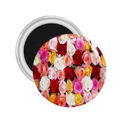 Roses Color Beautiful Flowers 2 25  Magnets by BangZart