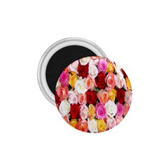 Roses Color Beautiful Flowers 1 75  Magnets by BangZart