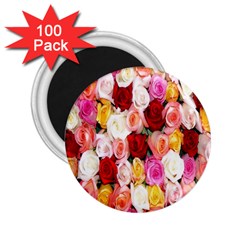 Roses Color Beautiful Flowers 2 25  Magnets (100 Pack)  by BangZart