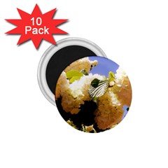 Yellow Snowball Branch 1.75  Magnets (10 pack) 