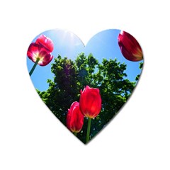 Skyward Tulips Heart Magnet by okhismakingart