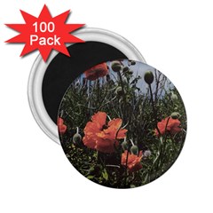 Faded Poppy Field  2 25  Magnets (100 Pack)  by okhismakingart