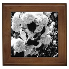 Black And White Snowballs Framed Tiles