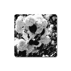 Black And White Snowballs Square Magnet