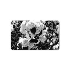 Black And White Snowballs Magnet (name Card)